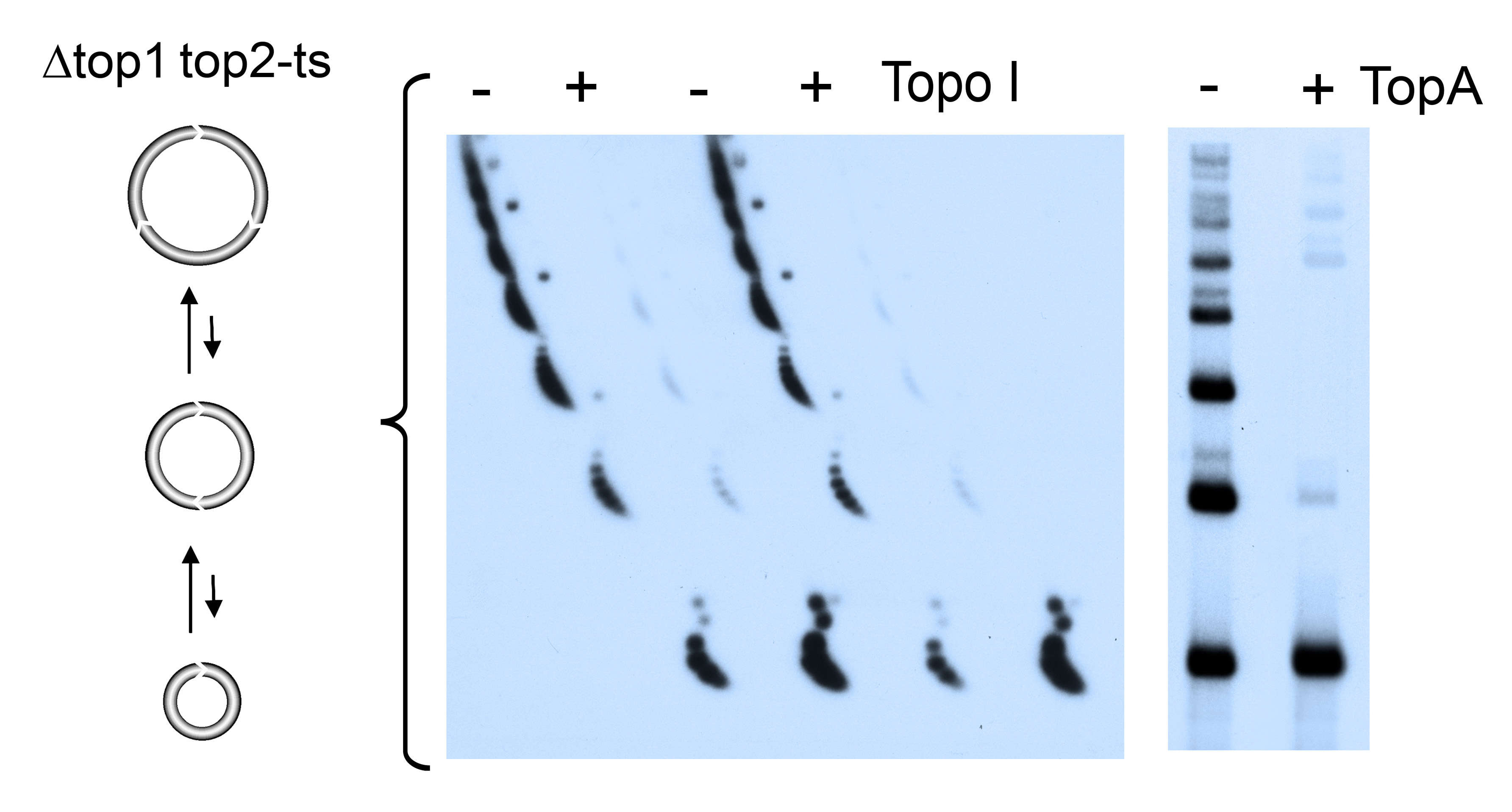 Spermatogenesis